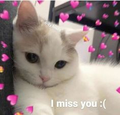 a white cat laying on top of a couch covered in pink heart shaped confetti