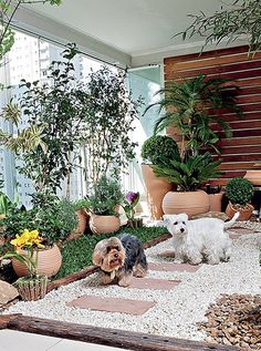 two dogs are standing in front of some potted plants and rocks on the ground