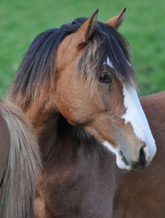 two horses standing next to each other on a lush green field