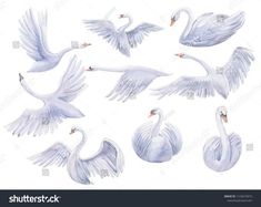 six white swans flying in the air with their wings spread out, and one is facing forward