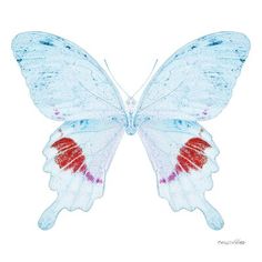 a white butterfly with red and blue markings on it's wings is flying in the air