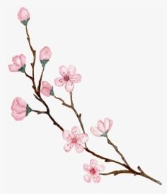 a branch with pink flowers on it against a white background in watercolor and ink