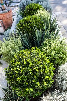 some very pretty plants by the sidewalk