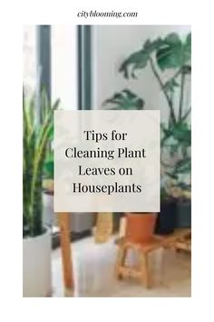 Houseplants with a text overlay about cleaning plant leaves. Plants Outdoor