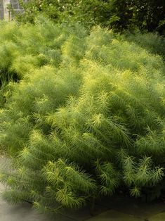 a green bush is in the middle of a sidewalk and some bushes are behind it