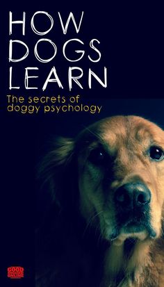 Dog training tips for a new puppy! These 5 simple obedience lessons will have you and your dog on the same page within 14 days! #dogs #dogtraining #dogtrainingtips #puppy Dog Meals, Dog Psychology, Dog Boredom, Dog Training Ideas, Easiest Dogs To Train, Dog Behavior Problems, Cesar Millan, House Training Dogs, Dog Training Treats