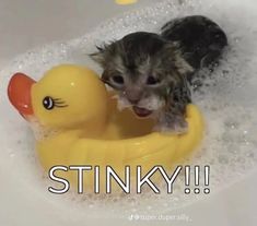 a kitten is playing with a rubber duck in the bathtub