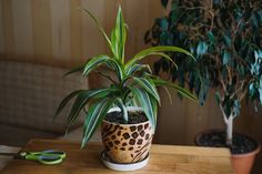 a potted plant sitting on top of a wooden table next to scissors and plants