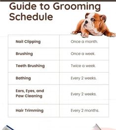 a guide to grooming your dog's schedule