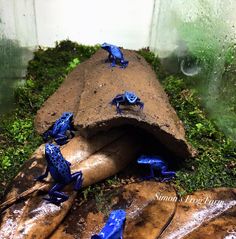 some blue frogs are sitting on the ground