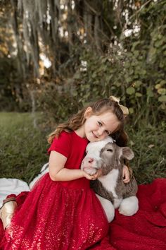 Christmas Cow Mini Session, Christmas Cow Pictures, Calf Photoshoot, Cow Pics