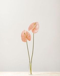 two pink flowers in a clear vase on a wooden table against a white wall and floor