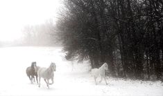 three horses running in the snow near some trees