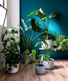 several houseplants are arranged on a table in front of a blue wall and window