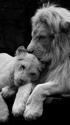 a black and white photo of two lions laying next to each other