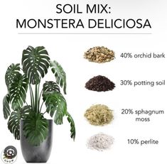 a plant with lots of different types of plants in it and the words soil mix monstera deliciasa