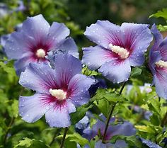 three blue flowers with pink centers in the middle of green leaves and water droplets on them