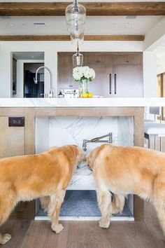 two golden retriever dogs standing in front of a kitchen sink and looking at each other