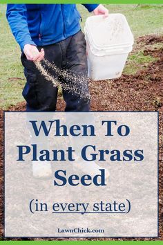 When To Plant Grass Seed Grow Grass From Seed, Best Time To Plant Grass Seed, Laying Grass Seed, Growing Grass From Seed, Dethatching Lawn, Planting Grass Seed