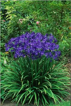 purple flowers are growing in the garden