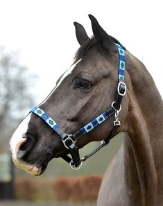 a brown horse wearing a blue bridle on it's head