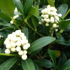 some white berries are growing on the green leaves