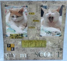 two cats with their mouths open in a collage