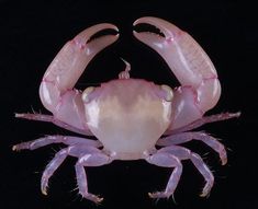 a close up of a pink crab on a black background