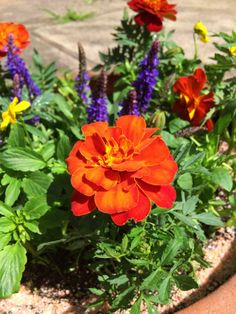 an orange flower surrounded by other flowers and greenery in a potted planter