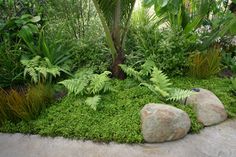 a garden area with rocks, grass and plants