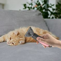 an orange cat laying on top of a couch being held by a person's hand