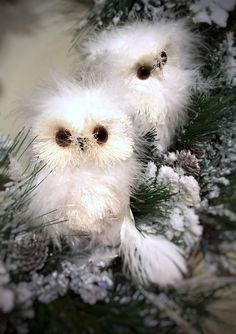 two small white birds sitting on top of snow covered branches