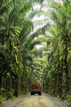 a truck driving down a dirt road surrounded by palm trees and tall green leaves on both sides