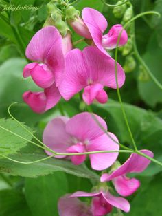 pink flowers with green leaves in the background