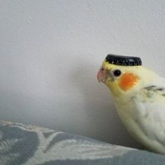 a yellow and white parakeet with an orange spot on it's head