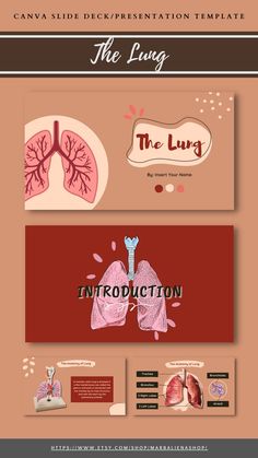 the anatomy of the lungs is shown in this info sheet, with information about it