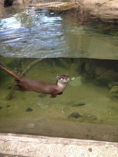 an otter is swimming in the water at the zoo