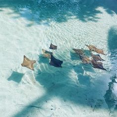 several brown and black leaves floating in the water