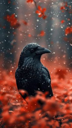 Crow Feather Aesthetic, Raven Core, Raven Tattoo Ideas, Crow Magic, Raven Aesthetic, Raven Tattoos, Raven Images