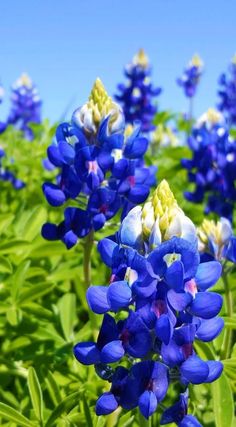 blue and white flowers with green leaves in the foreground, against a bright blue sky