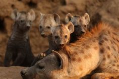 three hyenas are laying down in the dirt and one is looking at the camera