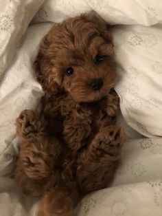 a small brown dog sitting on top of a bed covered in white sheets and pillows