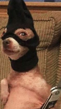 a small dog wearing a black mask on top of it's head