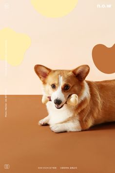 a brown and white dog laying on top of a table next to an apple logo