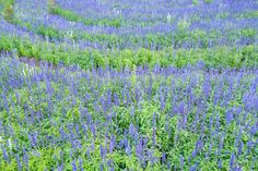 a field full of purple flowers and green plants in the middle of it's grass