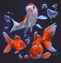 three goldfish swimming in an aquarium with bubbles