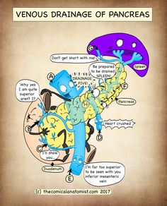 the venous drainage of pancreas is depicted in this humorous comic strip about what it's like to eat