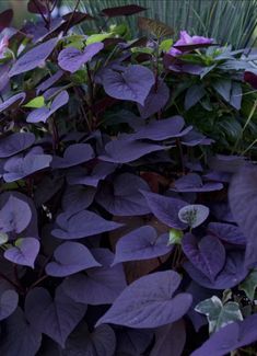 purple plants with green leaves in the middle and one plant on the other side, surrounded by greenery