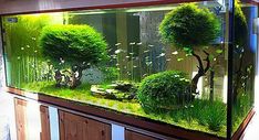 an aquarium filled with green plants and trees