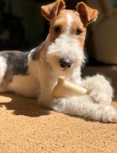 a small dog laying on the ground with a bone in it's mouth and paw